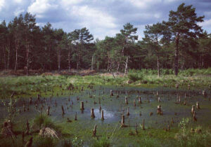 Dör´t Moor bei Rotenburg an der Wümme, 2018